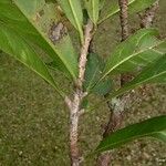 Acropogon aoupiniensis 树皮
