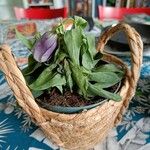 Eustoma russellianum Blad