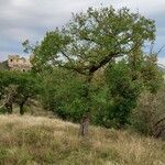 Quercus robur Habitat