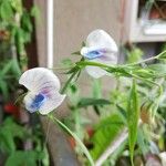 Lathyrus sativus Flower