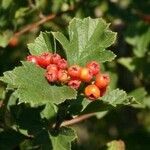 Crataegus maximowiczii Fruto
