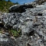 Poa badensis Hábito