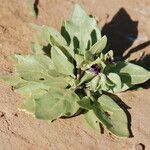 Hyoscyamus muticus Leaf