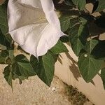Datura innoxia Maua