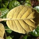 Quercus alnifolia Leaf