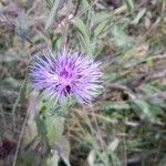 Centaurea phrygiaΛουλούδι