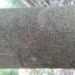 Acacia melanoxylon Rinde