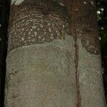 Inga marginata Bark