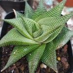 Haworthia limifolia Leaf