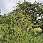 Acacia nilotica Květ
