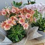 Lewisia longipetala ᱵᱟᱦᱟ