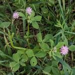 Trifolium resupinatum Habitus