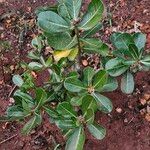 Adenium multiflorumLeht