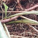 Campyloneurum angustifolium Kabuk