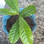 Pouteria caimito Leaf