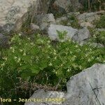 Geum heterocarpum Hábito