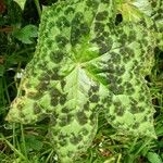 Podophyllum cv. 'Kaleidoscope' Hostoa