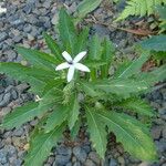 Hippobroma longiflora 形態