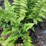 Polystichum setiferum Συνήθη χαρακτηριστικά