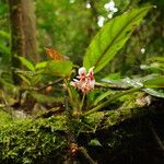 Begonia longipetiolata Other