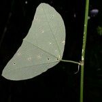 Passiflora biflora Leaf