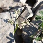 Heracleum pumilum Flower