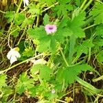 Geranium rotundifoliumপাতা