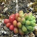 Sedum atratum Fruto