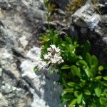 Valeriana apula 花
