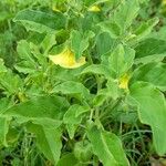 Physalis viscosa Habitus