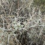 Grayia spinosa 树皮