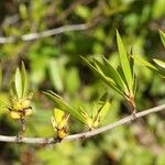Ernodea littoralis Hoja