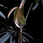Cecropia sciadophylla 树皮