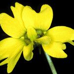 Pinguicula lutea Flower