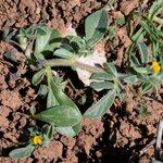 Anthyllis circinnata Flor