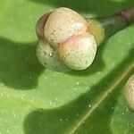 Syzygium paniculatum Kukka