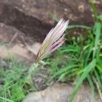 Tetrapogon roxburghiana Квітка