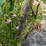 Agalinis tenuifolia Цвят
