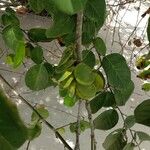 Dalbergia ecastaphyllum Fruto