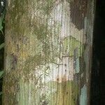 Oenocarpus bataua Bark