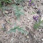 Astragalus vesicarius Blad