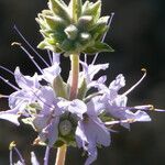 Salvia leucophylla Kukka