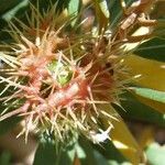 Chrysolepis sempervirens Blodyn