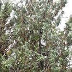 Juniperus recurva ᱛᱟᱦᱮᱸ