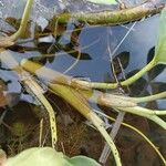 Menyanthes trifoliata Leaf