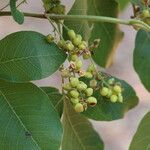 Searsia longipes Fruit