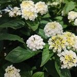 Lantana canescens Kvet