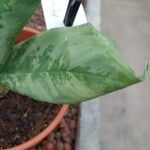 Aglaonema robeleynii ᱥᱟᱠᱟᱢ