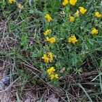 Lotus corniculatusFlors