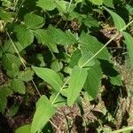 Hypericum montanum Leaf